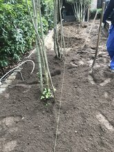 Aanplanten meerstemmige leibomen 