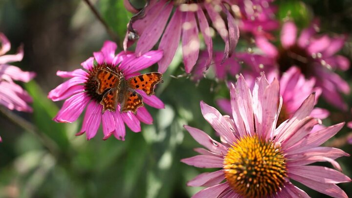 weelderige vlindertuin met bloeiende planten