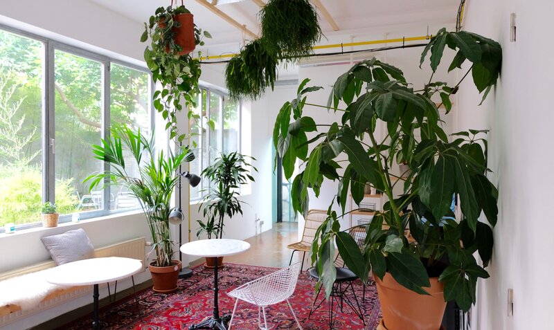 Aankleding met hangplanten & grotere planten voor een groene co-working space 